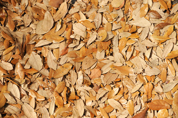 yellow fallen leaves background in autumn