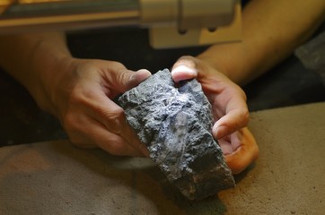 恐竜の化石をクリーニングする研究者