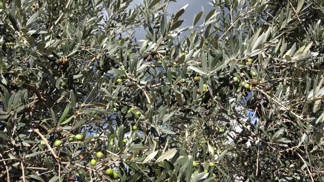 Olive nere da raccogliere