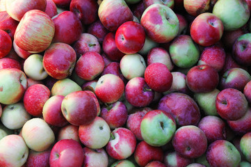 fresh harvest apple background