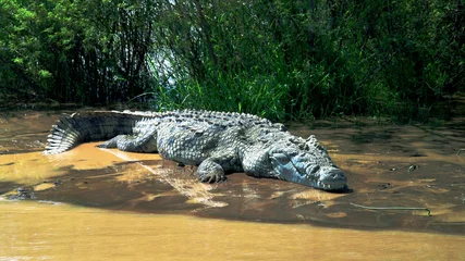 Keuken foto achterwand Krokodil De Nijlkrokodil in Chamo-meer, het nationale park van Nechisar, Ethiopië