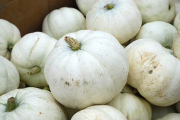 white pumpkin harvest in autumn season