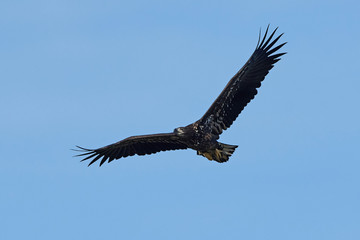 White-tailed eagle (Haliaeetus albicilla)