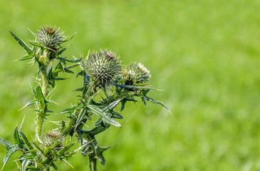 Budding Cotton thistle from close