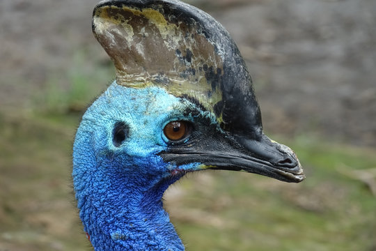Cassowary Portrait