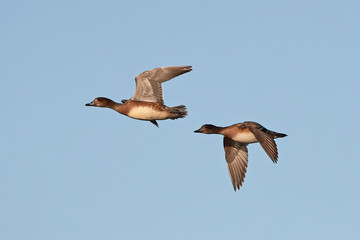 Eurasian wigeon (Anas penelope)