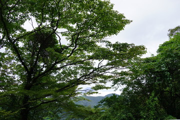 森　木　夏休み　登山