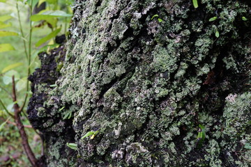 木の幹　テクスチャー　表面　苔　皮