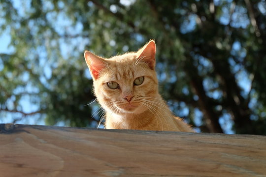 gatto