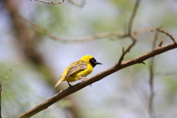 Slender-billed weaver in Uganda

