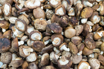 Raw mashrooms natural background at thailand market of samui isl