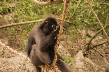 Spectacled langur thailand