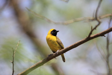 Slender-billed weaver in Uganda

