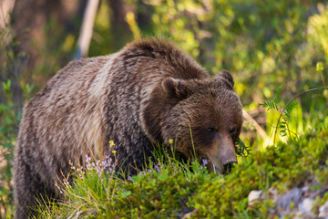 Naklejka na ściany i meble Grizzly Bear (Ursus arctos horribilis)