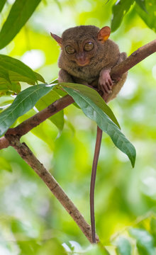endemic animal Tarsier sleeping in a tree at Bohol Tarsier sanct