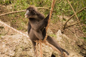 Spectacled langur thailand