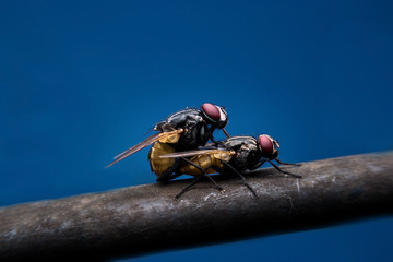 Flies have mating with close-up detailed view