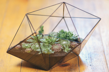 Florarium Glass vase with succulent plant. Miniature cactus succulent plant in a glass florarium vase