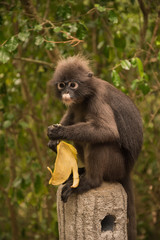 Spectacled langur thailand