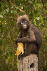 Spectacled langur thailand