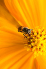 Bee on flower