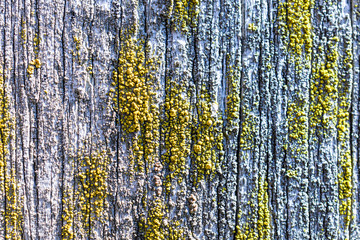 Old dry, weathered boards, covered with lichen.