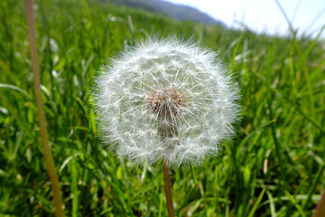 Dandelion in the grass