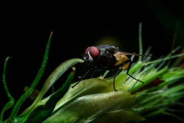 Fly on flower