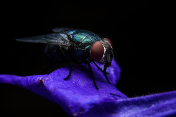 Bluebottle with close-up detailed view