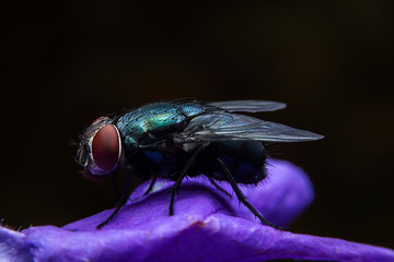 Bluebottle with close-up detailed view