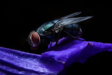 Bluebottle with close-up detailed view
