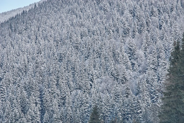 Conifer forest in winter covered by snow