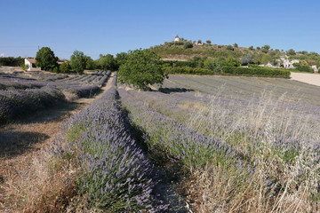 lubéron