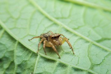 Jumping spider