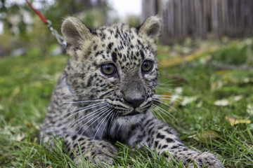 Fototapeta na wymiar Little leopard