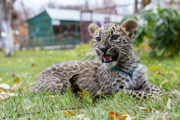 Little loepard