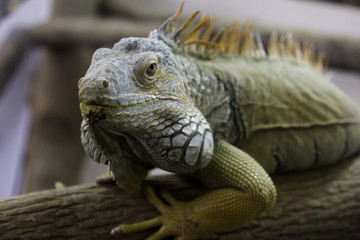 Happy iguana