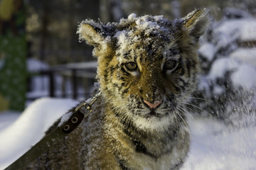 Little tiger in snow