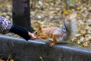 Squirrel requires treats