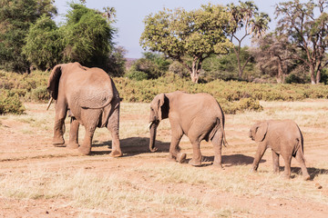 family of elephants in Masai Mara Kenya