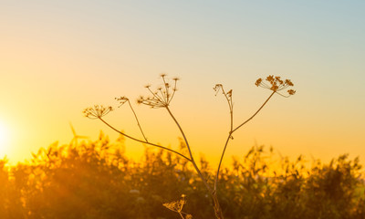 Obraz premium Wild flowers in the light of sunrise in autumn