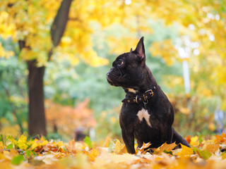 Dog sitting amongst autumn leaves in the park. Beauty of autumn