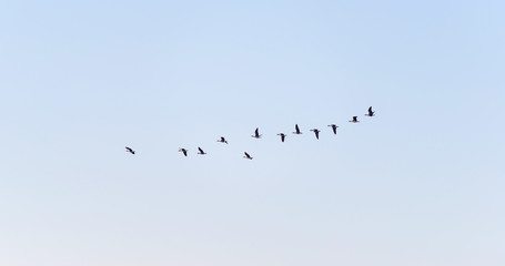 Birds flying in a sunny sky at fall