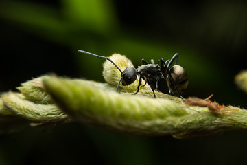 Ants