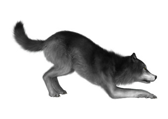 3D Rendering Gray Wolf on White