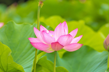 Obraz premium The Lotus Flower.Background is the lotus leaf and lotus flower and lotus bud.
