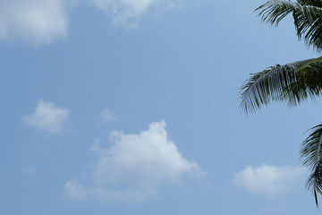Coconut trees on the sky
