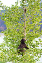 Black Bear Family in a tree