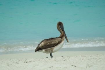 Resting Pelican