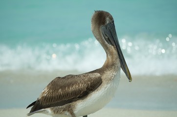Pelican Detail